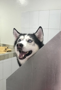 Hoy es día de baño. Las mejores cosas para mi cuidado
