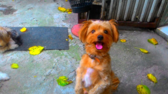 Cliente