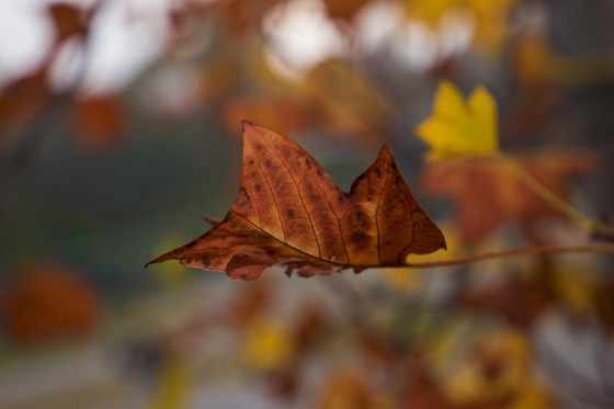 Fall Vibes