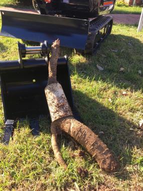 An indication of how tree roots can completely penetrate your PVC pipes..JPG