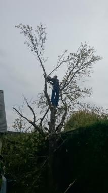 abattage d'arbre et entretien du gazon ne me dérange pas