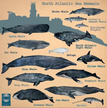 Aquarelles de baleine pour microfibre.