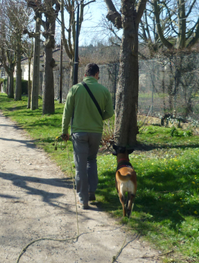 Ici, nous travaillons avec ce client sur l'attention du chien sur lui lors d'une sortie en extérieur. Marche à côté sans laisse.