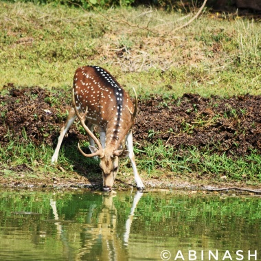 Abinash Dash