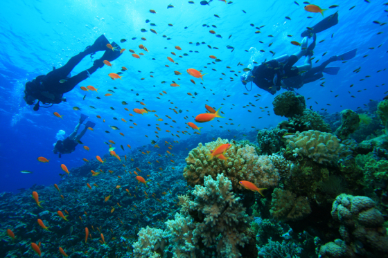Scuba Diving & Snorkeling