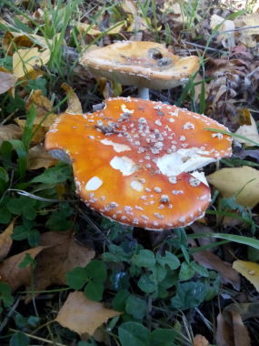 Wär hat von dem Fliegenpilz genaschst?