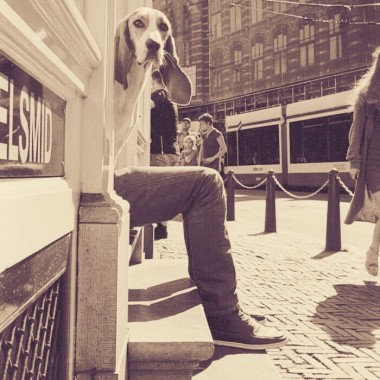 Cãominhando - Dog Walkers
