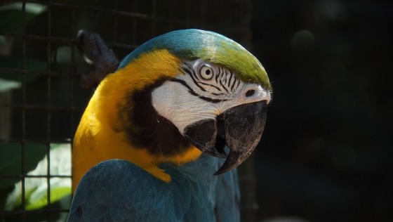 Iguazú 2