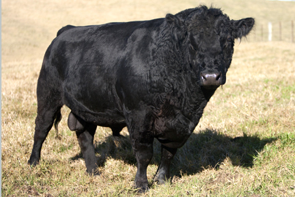 Livestock
