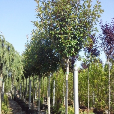 Plantsource 