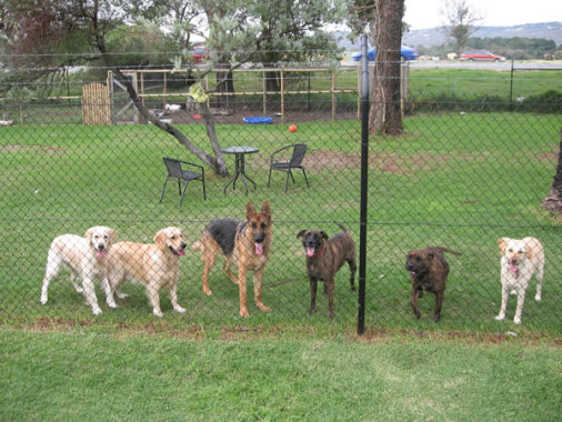 Dog Training