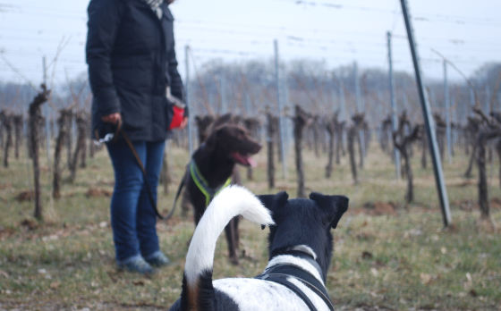 Social Walk