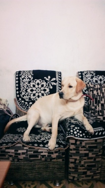 Advance Dog Training