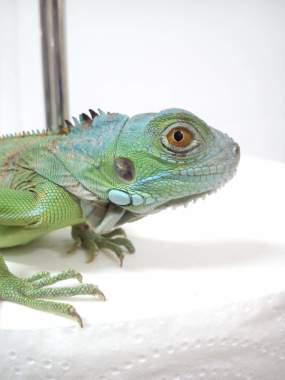 Iguana