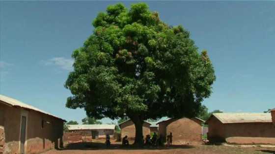 "Sous l'arbre à palabres"