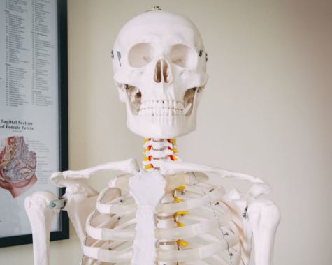 Fred the Skeleton | Portland Chiropractic Clinic Ltd. Chiropractor in Walsall Aldridge West Midlands