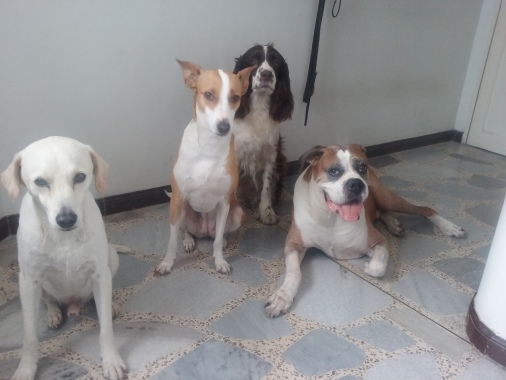 La manada con bender (en guardería) después de llegar del paseo. Esperando la orden para entrar.