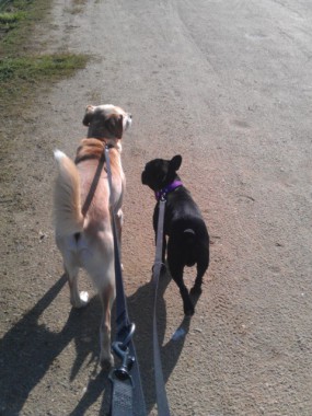 Chang en promenade avec Gauvin.