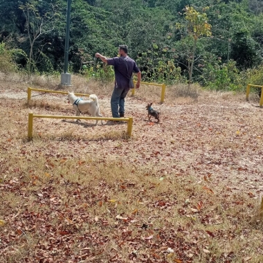 R.P.L. Adiestramiento Canino