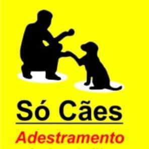 De raça ou Vira Lata todos os cães podem ser adestrados