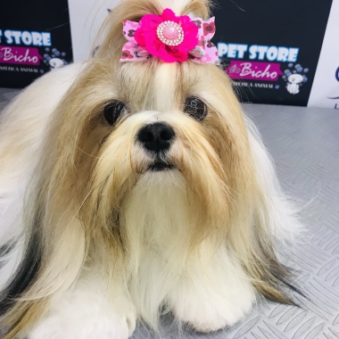 Profissional: Pet Store É O Bicho