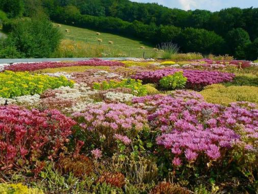toit végétalisé sedum mélange