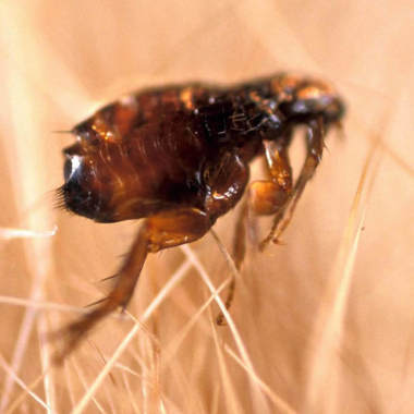 Flea Control Sydney