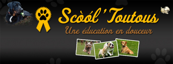 http://cdn2.starofservice.com/uploads/pj/starofservice_90860topscooltoutouseducateurcanincomportementaliste3.jpg