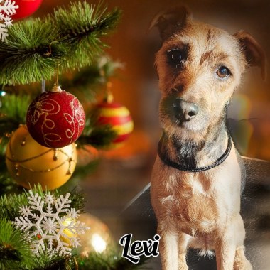 Perfect Paws Dog Grooming And Behaviour Training