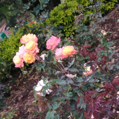 Lakshmi Gardening