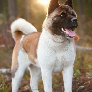  Cuidadore De Perros