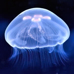 Everclear Aquatics