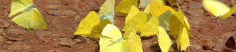 Quitter la chenille pour devenir papillon