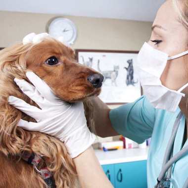 Veterinária Atendimento A Domicilio