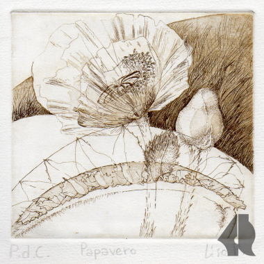 Papavero incisione.png