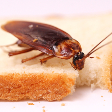 Cockroach Control Sydney