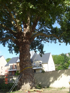 Relevé de couronne sur un Platane