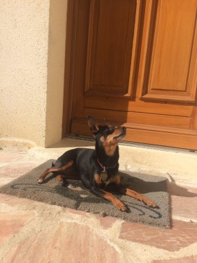 La star de la maison