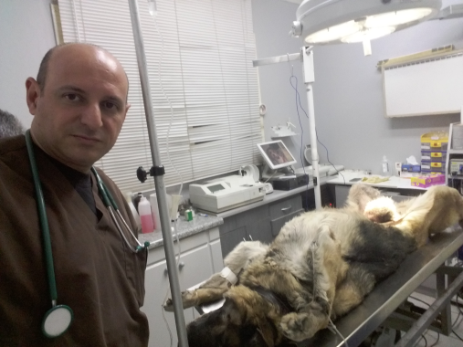 Extraccion de tumor en Pastor Aleman