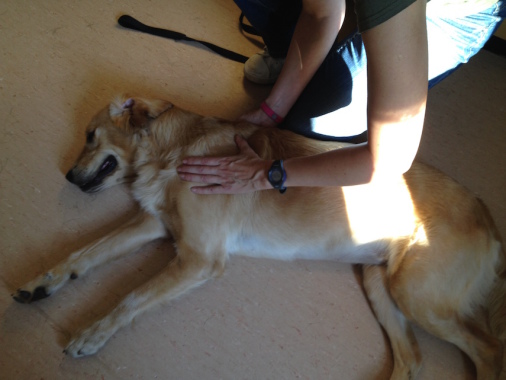 Massage Igger, chien guide d'aveugle, 2 ans