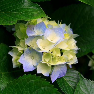 Raivo Sylvia