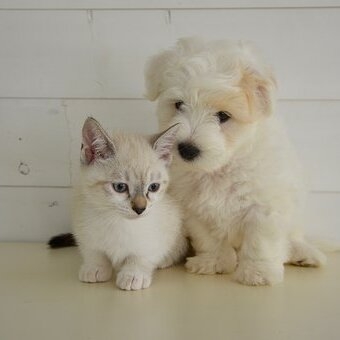 Am'Animal Comportementaliste
