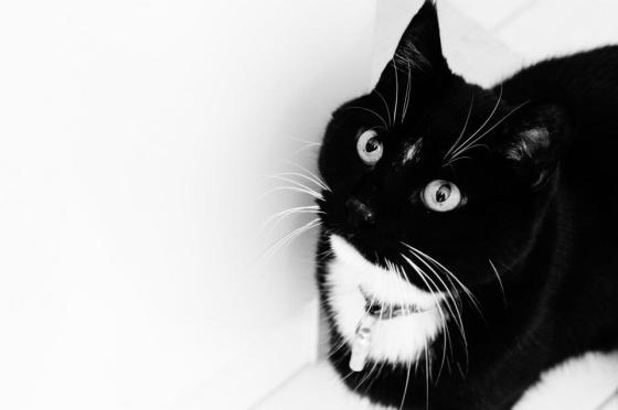 Chat noir et blanc