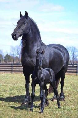 Black horse Photography research Photography from Facebook