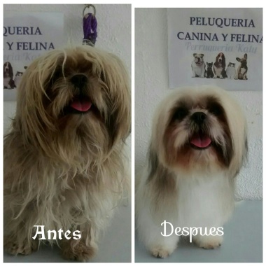 Así quedó este hermoso shit tzu arreglos que rejuvenecen, es todo un peluchito
