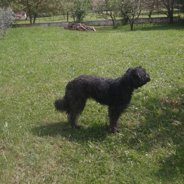Doudou Service Animalier