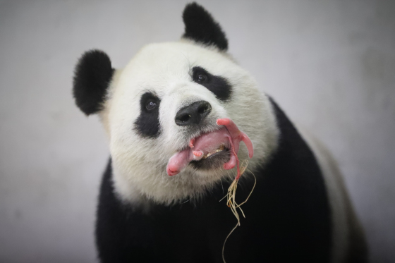 photographe officiel-paire Daiza (naissance Baby Panda)