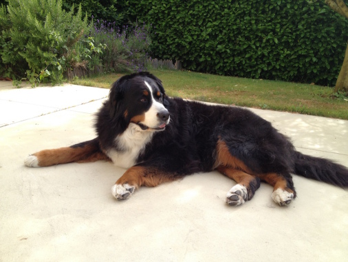 Toilettage de Sierra, 8 ans. Parce que même les gros chiens doivent être lavés