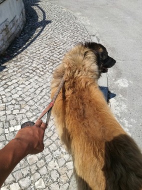Bolota
