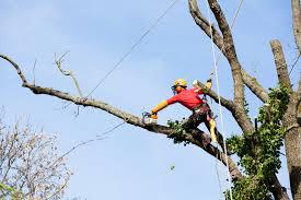Élagage et abattage de vos arbre même dangereux.